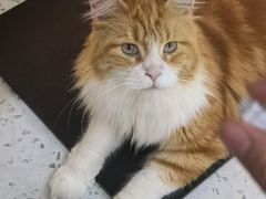 -喵园·猫主题咖啡厅·撸猫·猫咖(国贸店)