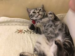 -猫大福·Fortune Cat猫舍(百子湾店)