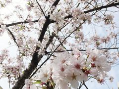 -高东镇樱花园