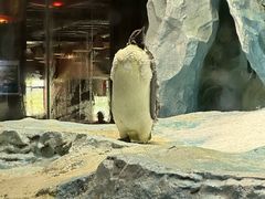 -帝企鹅自助餐厅•儿童岛•真企鹅(长隆企鹅酒店)