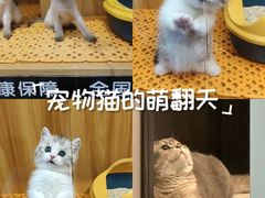 -欣宠猫屋·矮脚拿破仑·蓝金金渐层
