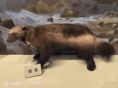 -陕西自然博物馆