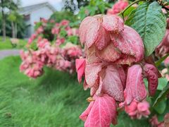 -广东花都湖国家湿地公园