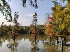 -上海长兴岛郊野公园