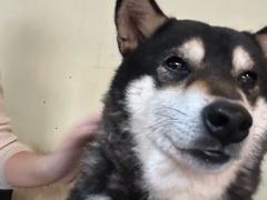 -柴犬高等学院·狗咖·柴犬售卖·宠物训练