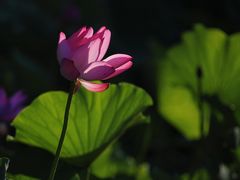 -陶然亭公园