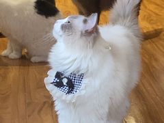 -MOCHA明星猫咖(田子坊店)