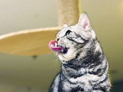 -平行世界·猫咖(首经贸店)