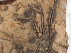 -辽宁古生物博物馆