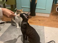 -猫小院猫主题餐厅(三里屯店)