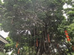 -荔湾湖公园