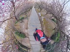 -香雪海