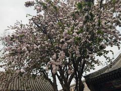-荣国府