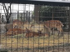 -鸡公山和平饭店