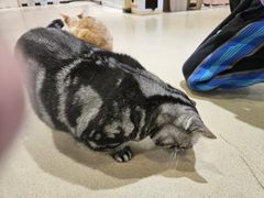 -藏猫猫咖啡主题馆(中央大道店)