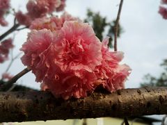 -天适樱花悠乐园