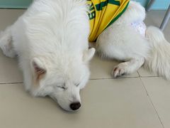 -怪兽屋·羊驼·猫咖·狗咖(俊华广场店)