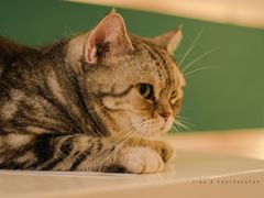 -飞行喵MR PILOT|猫舍·猫咖(静安大融城店)