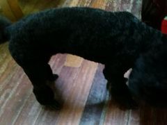-1013 PET SHOP 宠物商店(近铁城市广场店)