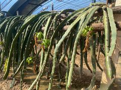 -呀路古热带植物园
