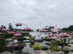 -荷兰花海