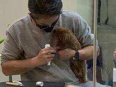 -momokira米努特·德文卷毛猫·棉花面纱犬