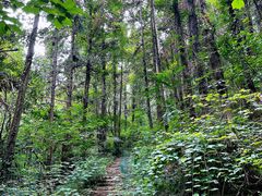 -素山寺森林公园