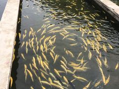 -青龙潭鱼庄