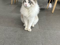 -上海浦东smart汽车全功能店(金桥店)