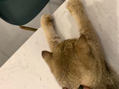 -飞行喵MR PILOT|猫舍·猫咖(静安大融城店)