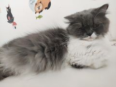 -我爱猫咪·猫咖·狗咖·安哥拉兔·羊驼咖(小寨华旗店)