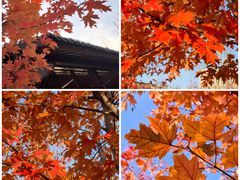 -护国法轮寺