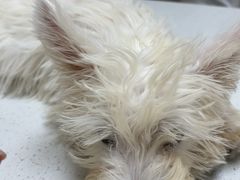 -安安宠医宠物医院·异宠·犬猫内科(岳阳分院)