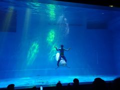 -芜湖新华联大白鲸海洋公园