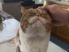 -佑安动物医院·全科·内窥镜中心(幸福巷店)