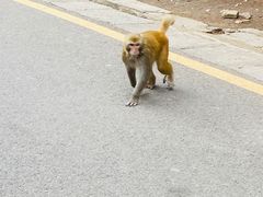 -黔灵山公园