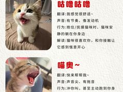 -申普宠物医院·心脏介入·心血管微创(总院)