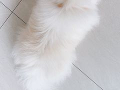 -乐琪宠物医院·犬猫专科·骨外科·急重症
