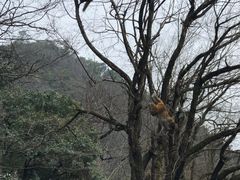 -黔灵山公园