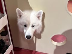 -和它·交个朋友·狗咖猫咖(爱琴海店)