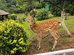 -大连森林动物园