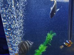 -锦艺城海洋馆