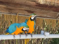 -西霞口神雕山野生动物世界