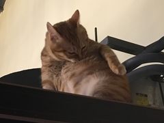 -more than meow吴止猫主题餐厅(承德 中船汇店)