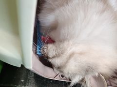 -爱侣·安琦尔宠物医院·中兽医针灸·心内科·狂犬免疫点(宝山区院)