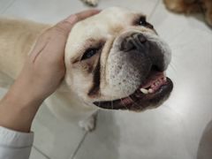 -安格丽娜·狗咖·猫咖羊驼咖(春熙路百盛商场店)