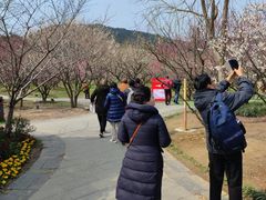 -香雪海