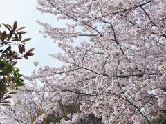 -高东镇樱花园