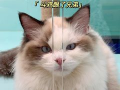 -猫宠乐园·专业洗护