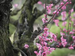 -温州永嘉书院